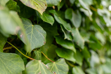 Green ivy leaves create a dense natural wall in a tranquil garden setting during daytime