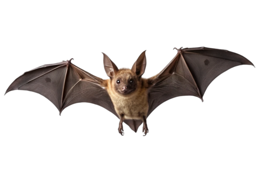 bat isolated on transparent background