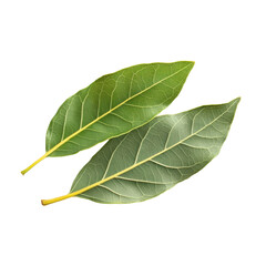 Obraz premium green bay leaf isolated on white background