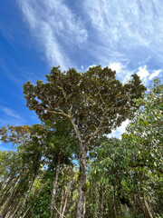 Homalium integrifolium (Lam.) Baill. is a native shrub or tree species of Mauritius, primarily found in the wet tropical biome