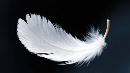 Obraz premium Close-up of a single white feather slowly descending against a pitch-black background.