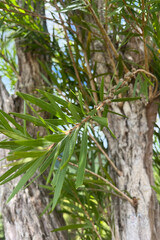 Melaleuca viminalis (Sol. ex Gaertn.) Byrnes, commonly known as Red Bottlebrush, is a flowering...