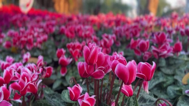 Dark pink Cyclamen flowers blooming in a garden, displaying delicate petals and vibrant colors.  
