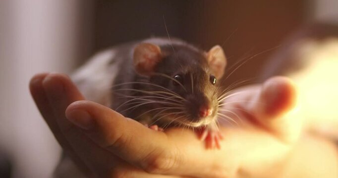 Gray hand rat Dumbo in the hands of a man. Domestic calm Pet, close-up. massage