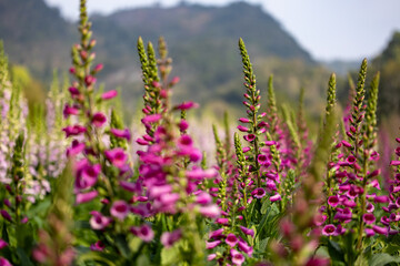 Foxglove flowers in full bloom on the background for spring and summer English country cottage garden for perennial and annual plant usage