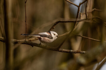 Long tailed tit - Aegithalos caudatus