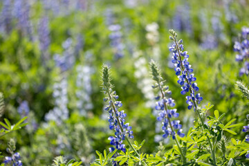 Lupine or bluebonnet flowers meadow in full bloom on the background for spring and summer English country cottage garden for perennial and annual plant