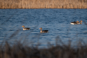 graylag goose