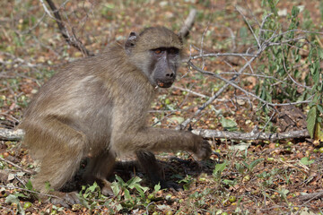 Bärenpavian / Chacma baboon / Papio ursinus