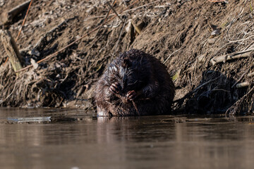 Beaver sitting on the river bank