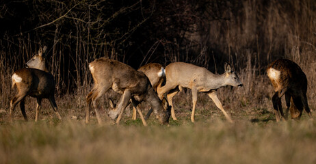 A herd of roe deer on a meadow near the forest