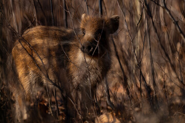 Young wild boar in forest 