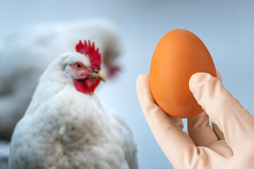 concept of an avian flu pandemic. Checking the chicken for diseases. scientist's gloved hand holds chicken egg on background of chicken. raising chickens On farm. laboratory genetic experiments