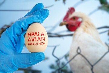 hpai avian influenza. concept of an avian flu pandemic. Checking the chicken for diseases. The scientist's gloved hand holds a chicken egg against the background of a blurred chicken.