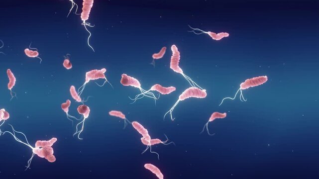 Gut flora composition and gastrointestinal bacteria. Helicobacter Pylori is a gastrointestinal bacterium that can infect and damage the stomach lining and cause ulcers or even cancer.