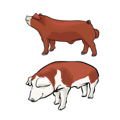 male hampshire pig on separate white background