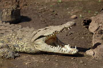 Nilkrokodil / Nile crocodile / Crocodylus niloticus..