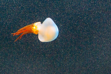 Beautiful yellow jellyfish