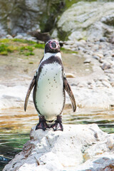 Naklejka premium The Humboldt or Peruvian Penguin