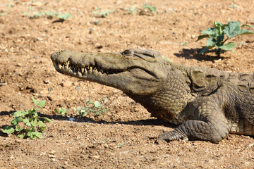 Nilkrokodil / Nile crocodile / Crocodylus niloticus