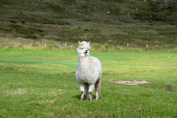 Fototapeta premium White alpaca on the grass, Ireland
