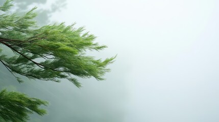 Obraz premium Powerful gusts of wind bending trees sideways, a foreboding indication of an approaching severe storm system.