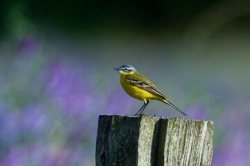 Wiesenschafstelze (Motacilla flava flava) in Brandenburg