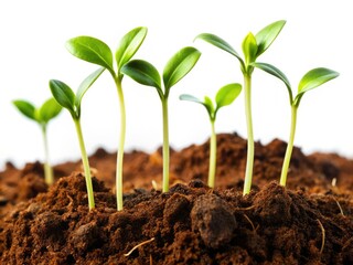 High-resolution macro shot: delicate plant sprouts pushing through rich soil, bursting with life.