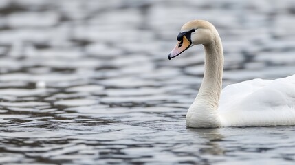 Obraz premium Elegant Swan Swimming Gracefully in Still Water Capturing Nature's Beauty : Generative AI