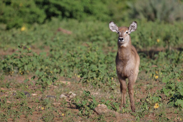 Fototapeta premium Wasserbock / Waterbuck / Kobus ellipsiprymnus..