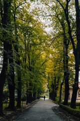 Naklejka premium Man walking in an alley, surrounded by beautiful trees with their fall foliage in Tsinandali estate park, in Kakheti (Georgia)