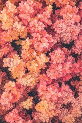 Obraz premium Aerial view of vibrant autumn foliage, showcasing a dense canopy of red and orange leaves.