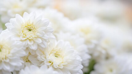 Close up of beautiful white flowers creating a soft and peaceful atmosphere suitable for fresh and elegant designs : Generative AI