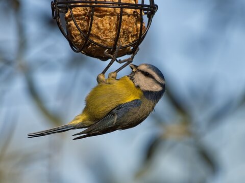 Cinciarella appesa a palla di grasso
