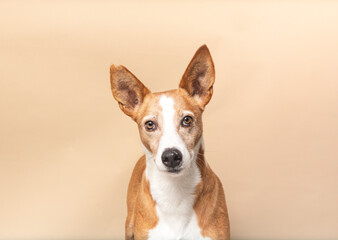 Podenco dog posing on a beige background, representing adoption and animal shelters