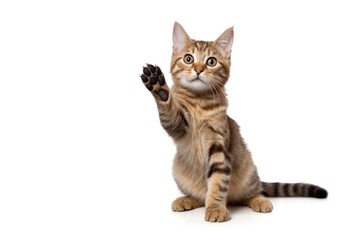 Animal mammal kitten pet.