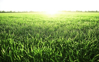Fototapeta premium A farm with a large open field of thick, bright green grass
