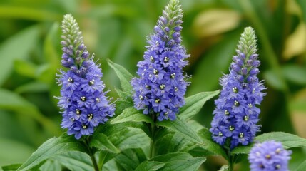Obraz premium Veronica Speedwell Close Up: Beautiful Blue Flower in Garden Setting