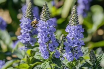 Obraz premium Veronica Spicata Flowers in Bloom: Close-up of Spiked Purple Blooms in Sunny Garden