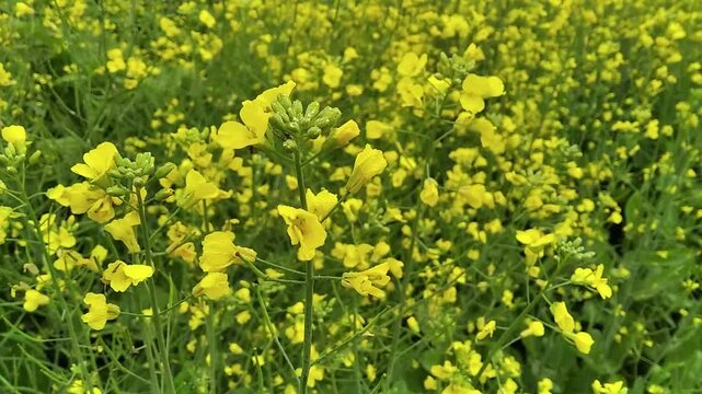 Mustard Brassica juncea natural agriculture farming spring summer season with beautiful yellow flower relaxing nature