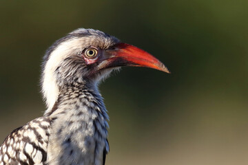Rotschnabeltoko / Red-billed hornbill / Tockus erythrorhynchus
