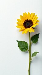 Naklejka premium White surface provides a stark contrast to the warm golden petals of a solitary sunflower, sun, garden, petals