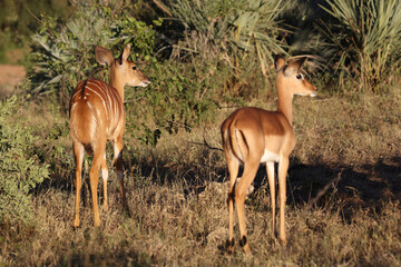 Schwarzfersenantilope / Impala / Aepyceros melampus