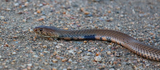 Mosambik-Speikobra / Mozambique spitting cobra / Naja mossambica