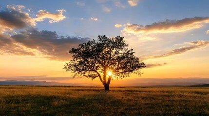 Fototapeta premium Majestic Sunset Over a Field with a Solitary Tree Silhouetted Against the Sky : Generative AI