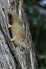 Ockerfußbuschhörnchen / Tree squirrel / Paraxerus cepapi