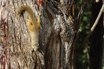 Ockerfußbuschhörnchen / Tree squirrel / Paraxerus cepapi