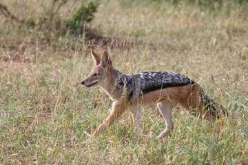 Schabrackenschakal / Black-backed jackal / Canis mesomelas