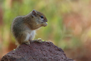 Ockerfußbuschhörnchen / Tree squirrel / Paraxerus cepapi