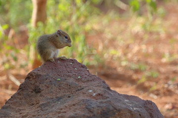 Ockerfußbuschhörnchen / Tree squirrel / Paraxerus cepapi